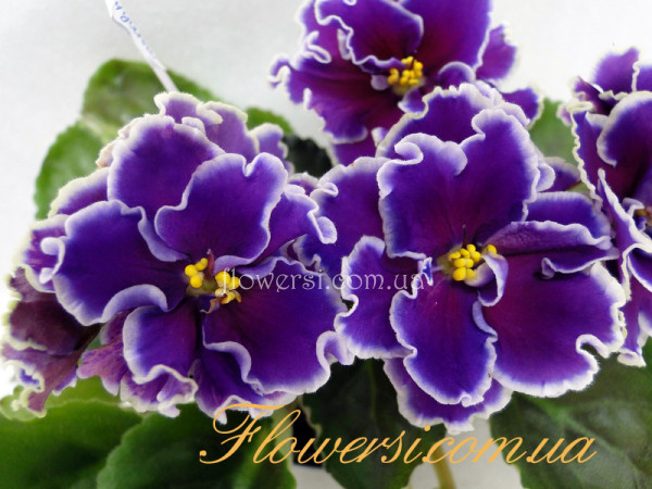 Фиалка ЛЕ-Фанданго 