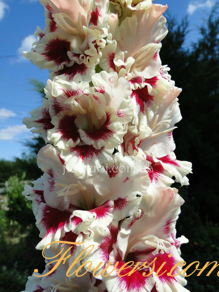  Гладiолус Bernice  (Бернайс) 
