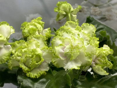 Фиалка ПТ-Эленика 