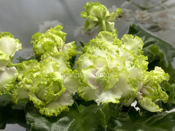 Фиалка ПТ-Эленика 