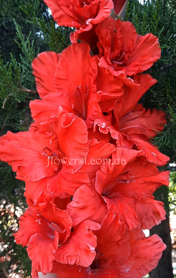 Гладiолус  Маяк  