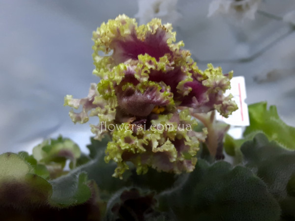 Фиалка НД-Мечта