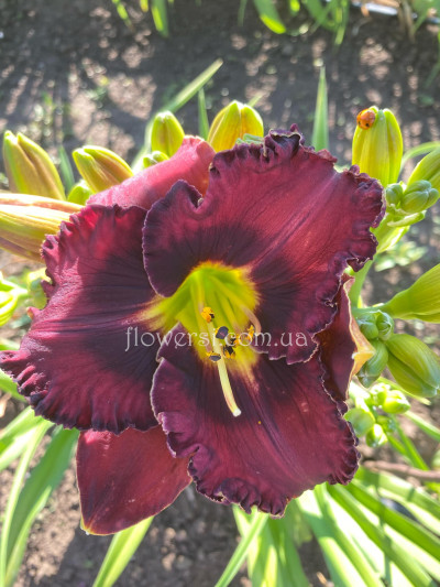 Сеянець №41