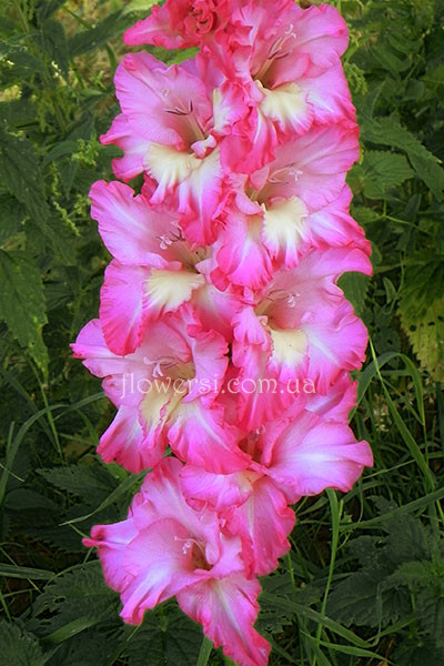 Надежда На Чудо