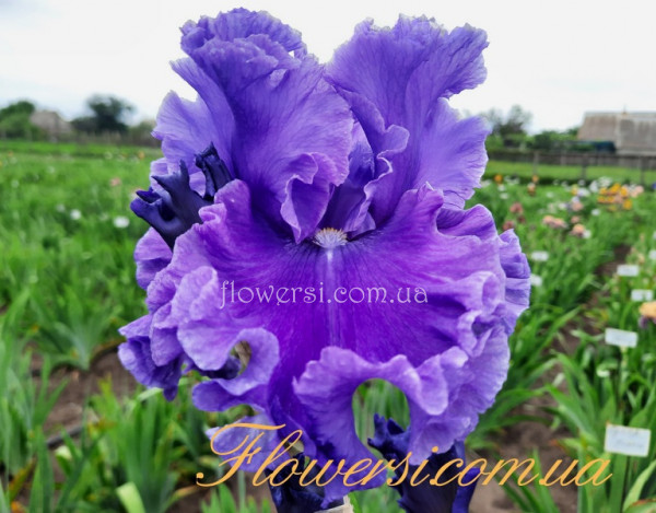 Ірис № 43 (Сіянець Г.Витiвськой)