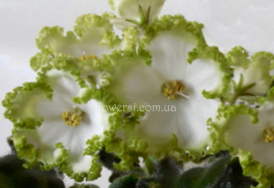 Фиалка Dn-Lorien  (Д. Денисенко)