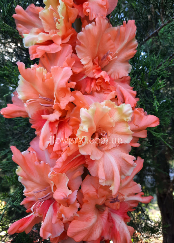  Гладiолус Валентiн  