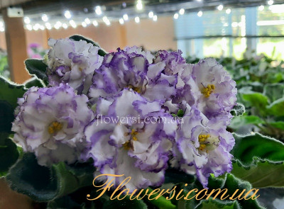 Фиалка ЛФ-Горный Хрусталь