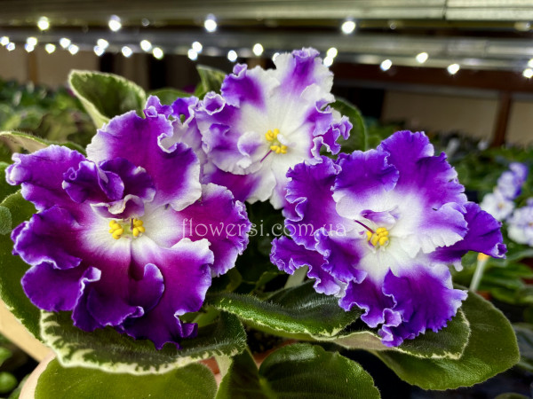 Фиалка НД-Квазар 