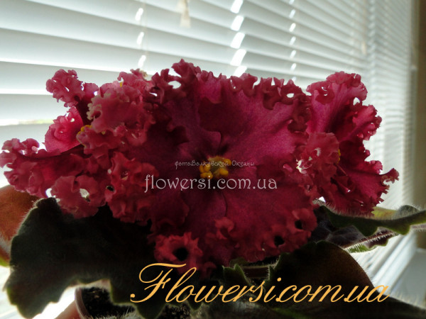  Фиалка ЛФ-Дарья (Л. Федосеева)