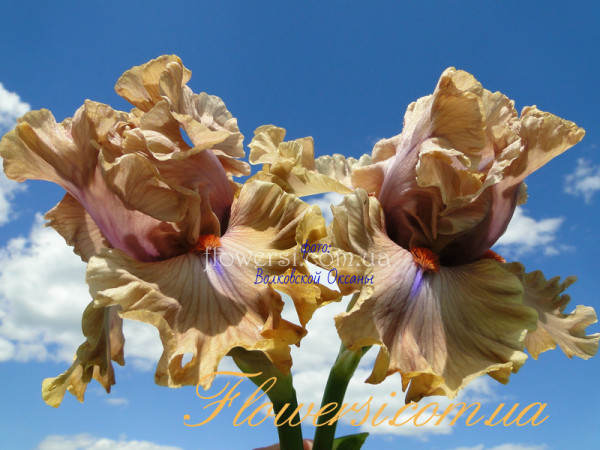 Ирис Джэлэс Гай (Jealous Guy)