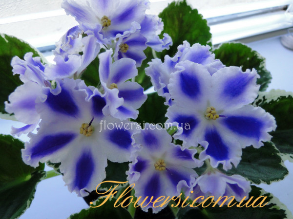 Фиалка ВаТ-Первоклассница