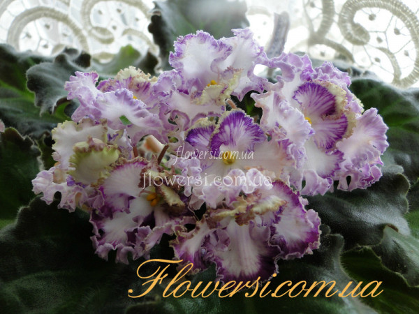 Фиалка Золушкин Сон (Дейкун)