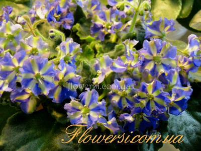 Фиалка химера Yukako (Ueki Masahiro)