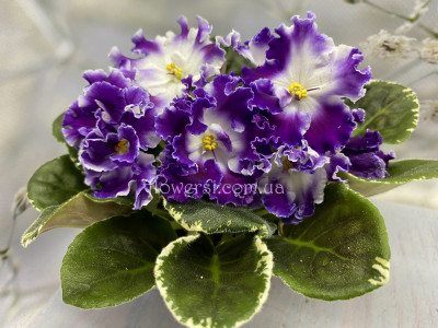  Фиалка НД-Квазар (спорт)