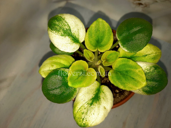 Фиалка OS-Дыхание Весны