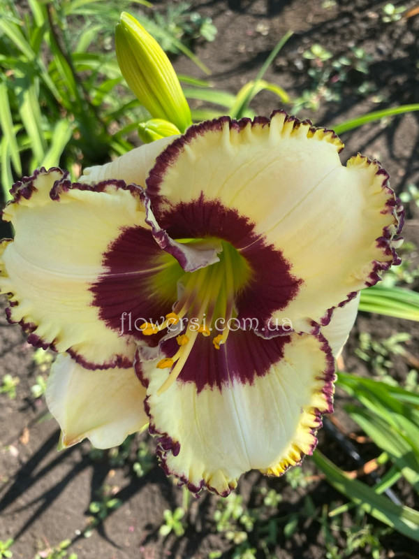 Сеянець №46