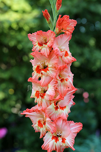  Гладiолус Румяний Закат