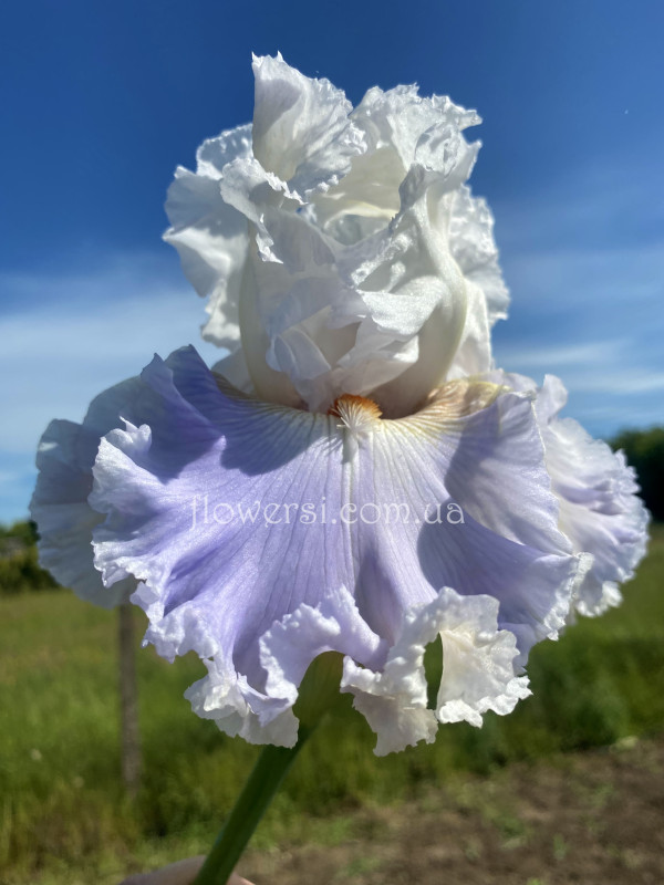 Ірис № 42 (Сіянець Г.Витiвськой)