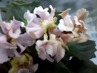 Фиалка DS-Маршмэллоу (Dimetris)