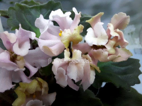 Фиалка DS-Маршмэллоу (Dimetris)