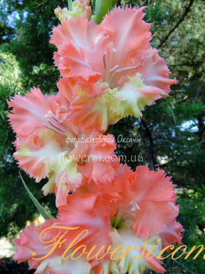  Гладiолус День Счастья  