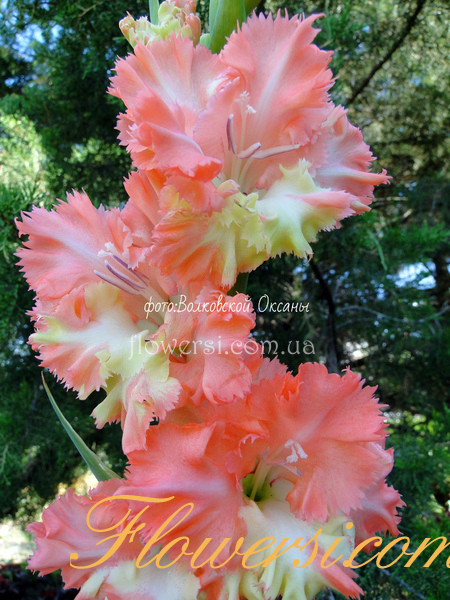  Гладiолус День Счастья  