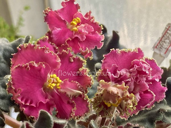 Фиалка ЛФ-Коралловая Мечта