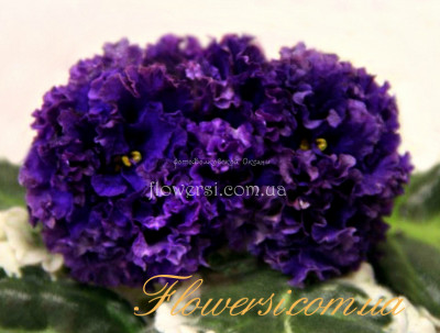 Фиалка  НД-Тортуга 