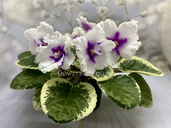 Фиалка ЛЕ-Жанна