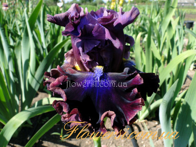 Ирис Электрик Кэнди (Electric Candy)