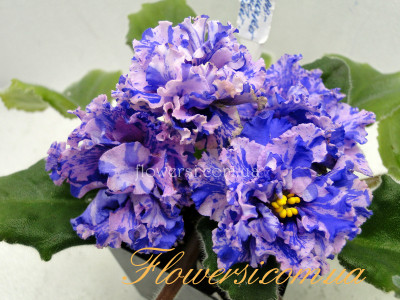 Фиалка ЛЕ-Самоцветы-люкс