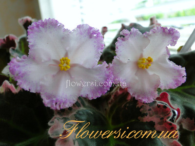 Фиалка РС-Фрейлина