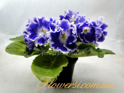 Фиалка РС-Парус Надежды