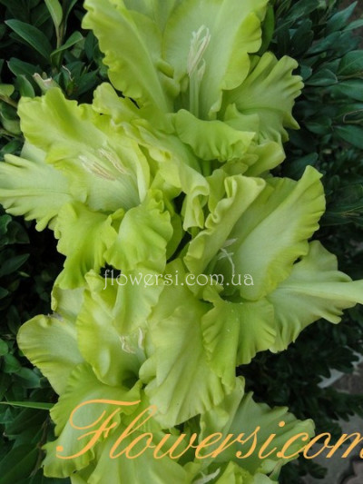 Гладiолус Травушка Муравушка 