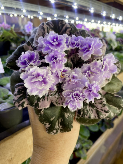 Фиалка Mac's Jubilant Jamboree (мини)