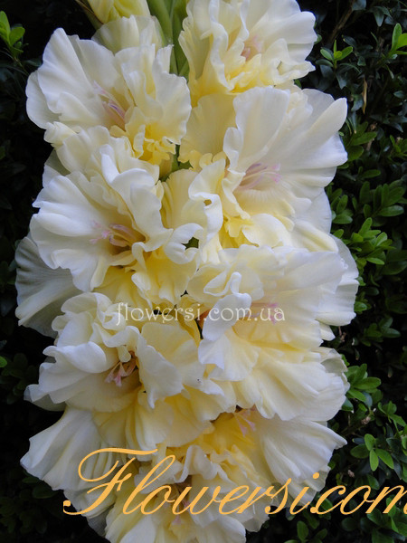 Гладiолус Золотое Кружево 