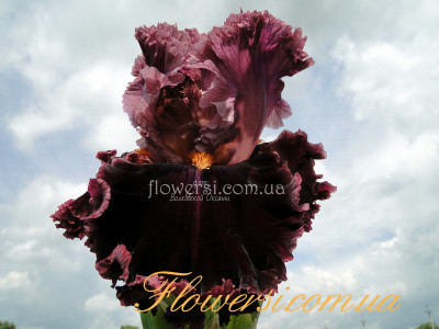 Ирис Ререр тан Рубинес (Rarer Than Rubies)