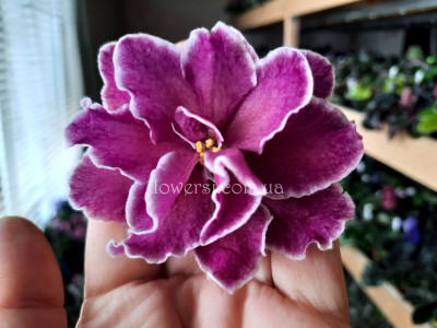 Фиалка АВ-Кофе с Коньяком