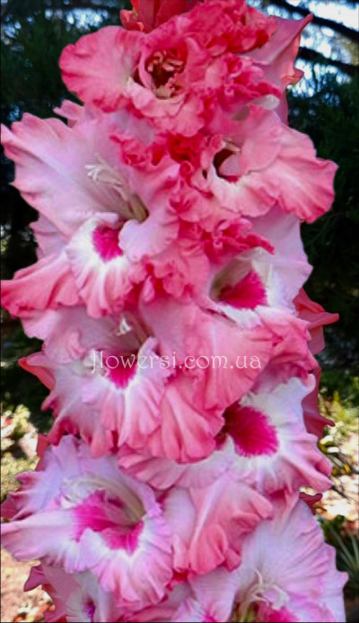 Гладiолус Заморская прінцесса 
