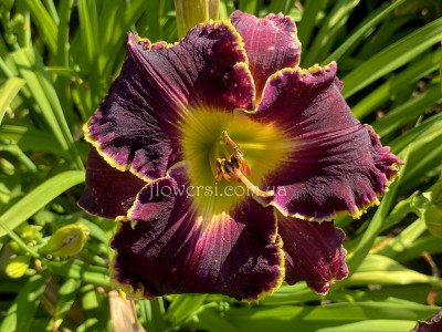 Лілейник сіянець 4-24 