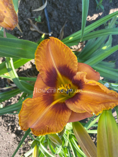 Сеянець №47