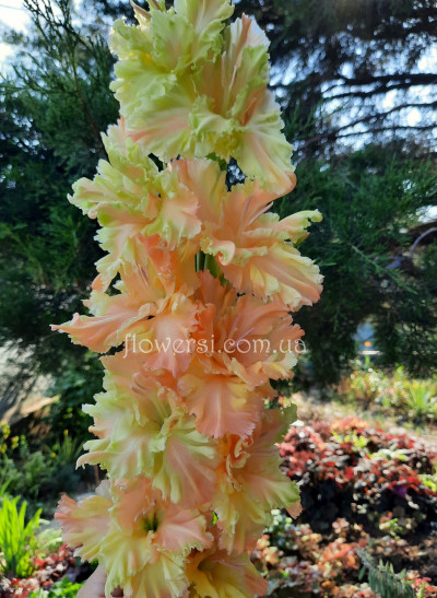  Гладiолус Осiння сказка 