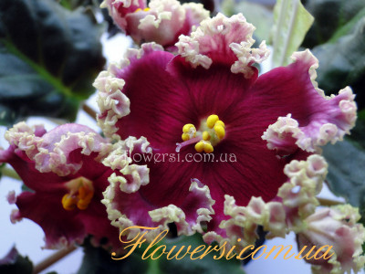 Фиалка  НД-Матрёшка 