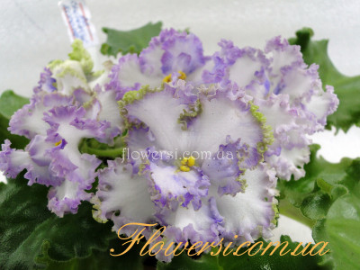  Фіалка АВ-Снежная Королева