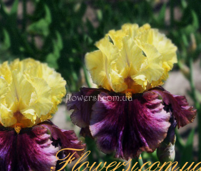 Ирис Кет Кол (Cat Call) 