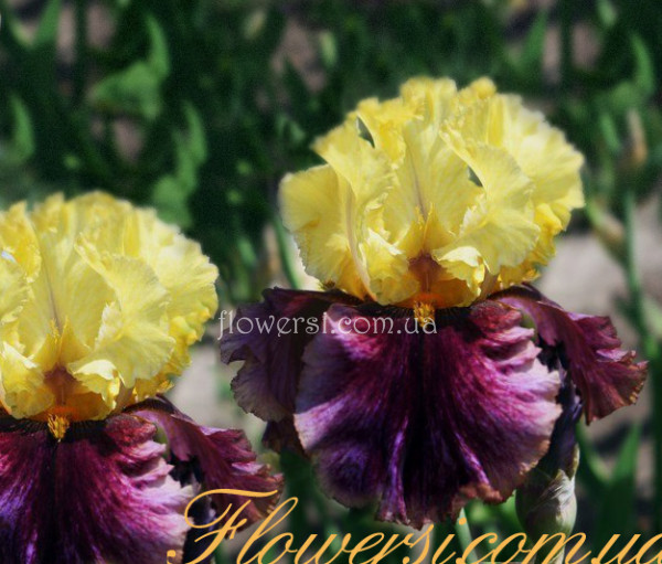 Ирис Кет Кол (Cat Call) 