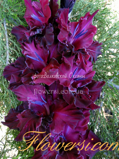 Гладiолус Фанданго 