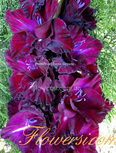 Гладiолус Іскра Страсті 