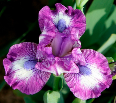 Iris  Лаки(Lucky,) Black'2016, ML, 36